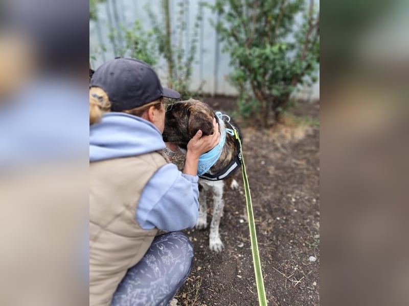 LEON der feine Hundejunge