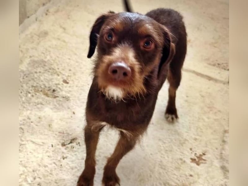 FUSSY- Der verschmuste Hundebub FUSSY- Der verschmuste Hundebub