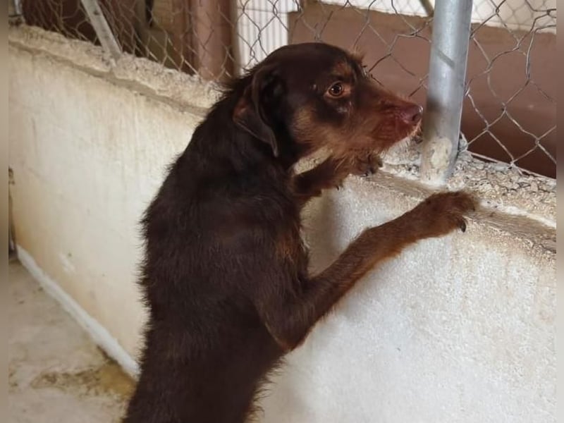 FUSSY- Der verschmuste Hundebub FUSSY- Der verschmuste Hundebub