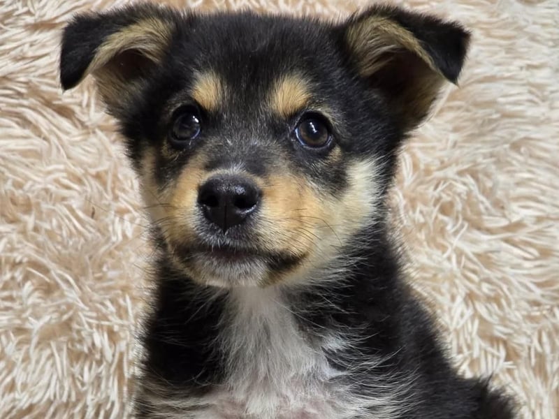 JENNY- ein tapferes Welpenmädchen sucht sein Glück!