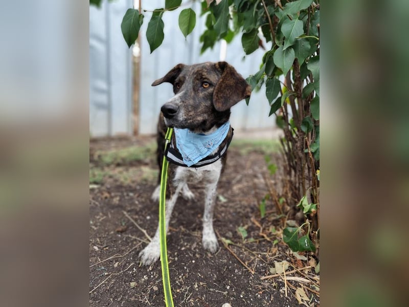 LEON der feine Hundejunge