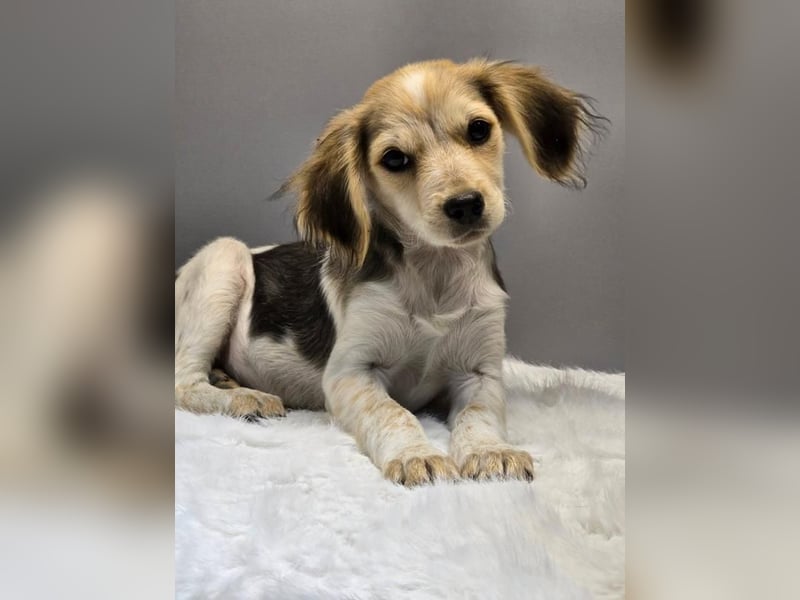 BILLY -  Kleines Herzchen auf der Suche nach Wärme 