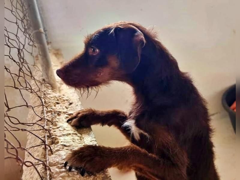 FUSSY- Der verschmuste Hundebub FUSSY- Der verschmuste Hundebub