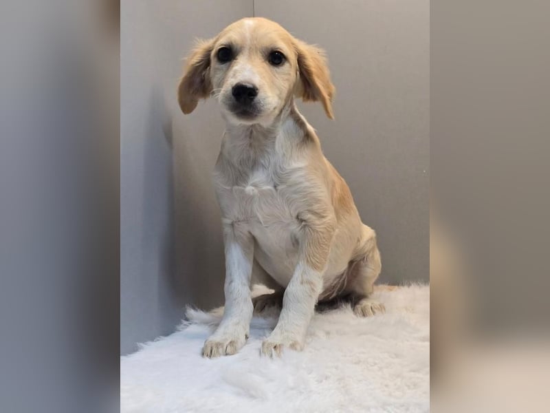 BETTY -  Kleines Herzchen auf der Suche nach Wärme 
