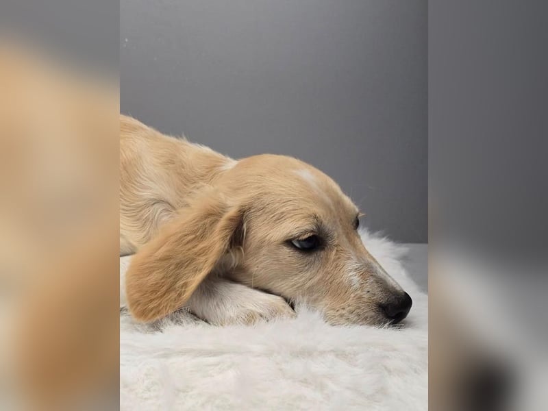 BETTY -  Kleines Herzchen auf der Suche nach Wärme 