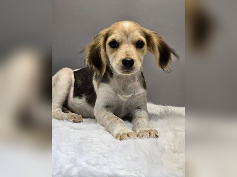 BILLY -  Kleines Herzchen auf der Suche nach Wärme 