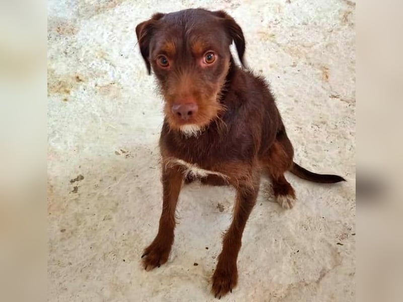 FUSSY- Der verschmuste Hundebub FUSSY- Der verschmuste Hundebub