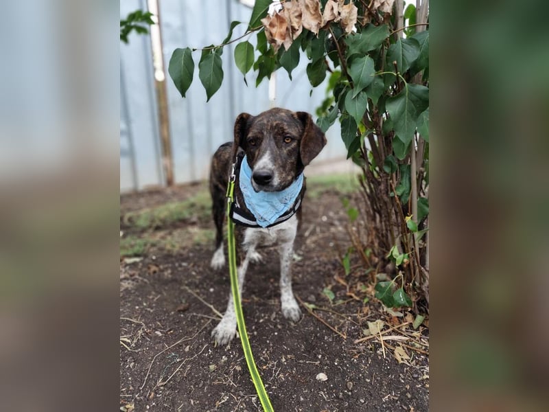 LEON der feine Hundejunge