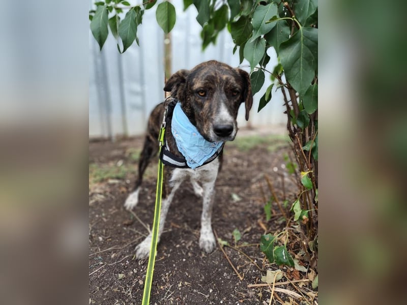 LEON der feine Hundejunge