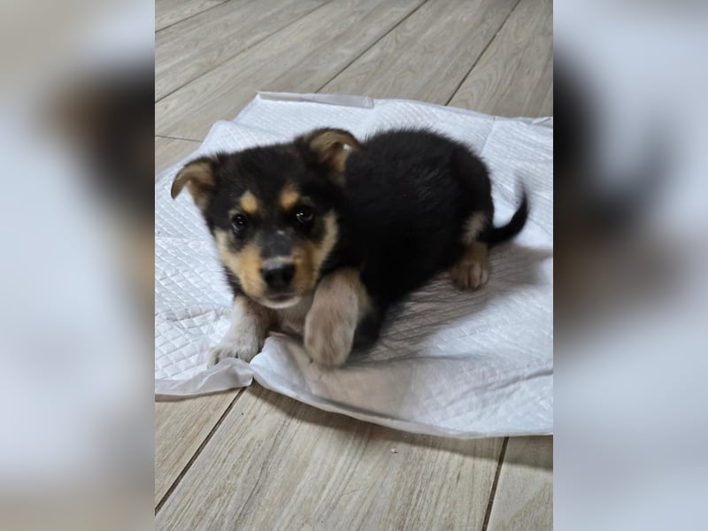 JENNY- ein tapferes Welpenmädchen sucht sein Glück!