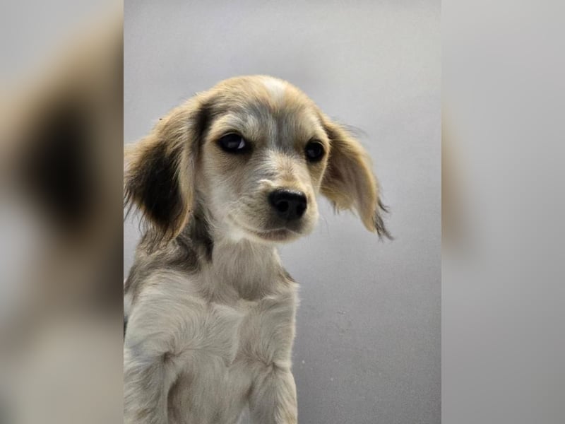 BILLY -  Kleines Herzchen auf der Suche nach Wärme 