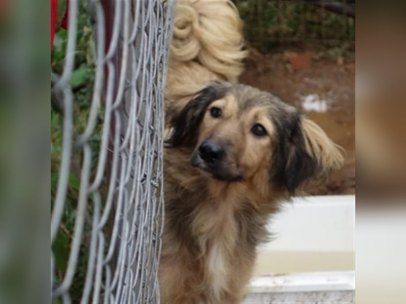 hübsche Zelda - Herzenshündin sucht ihre Menschen