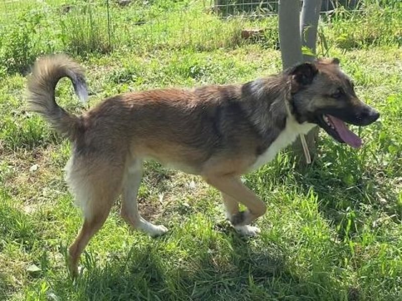 Zauberhafter Logan - sanfte zurückhaltende Seele