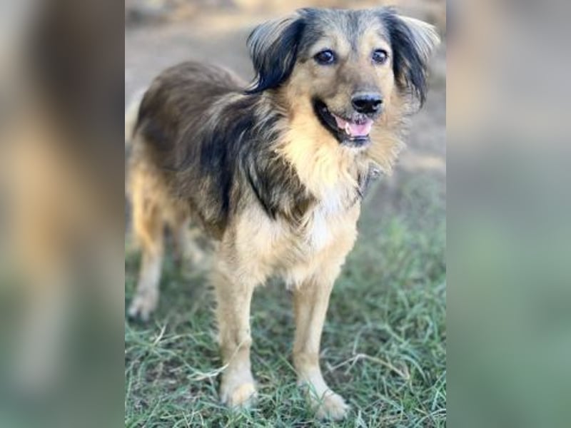 hübsche Zelda - Herzenshündin sucht ihre Menschen