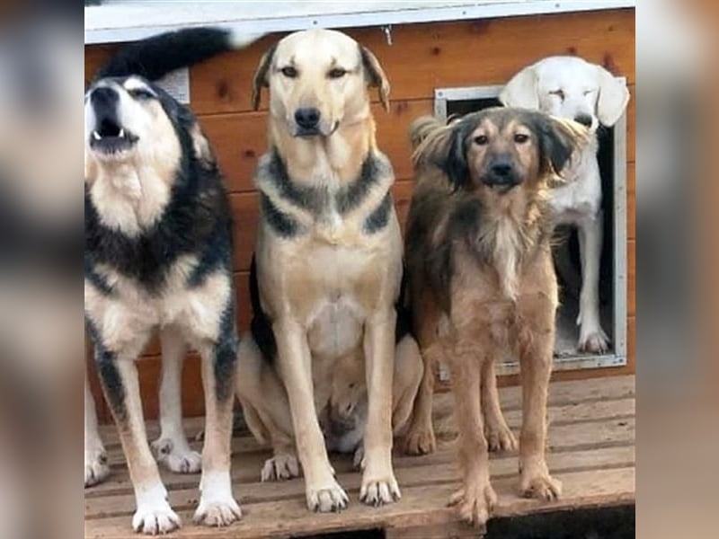 hübsche Zelda - Herzenshündin sucht ihre Menschen