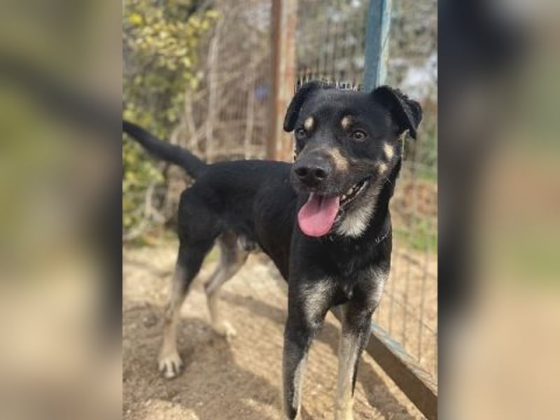 Freundlicher Smoky sucht Anschluss