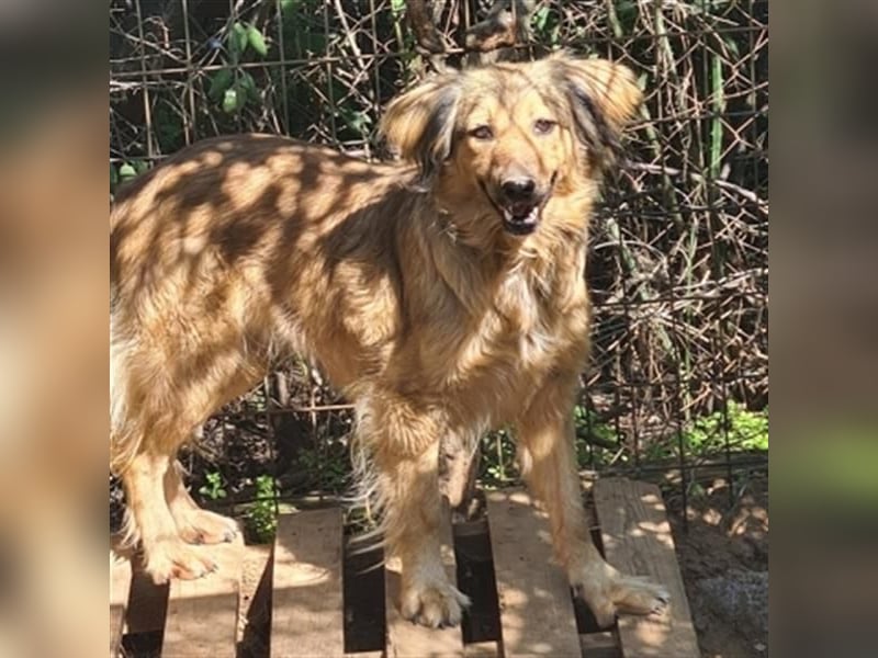 hübsche Zelda - Herzenshündin sucht ihre Menschen