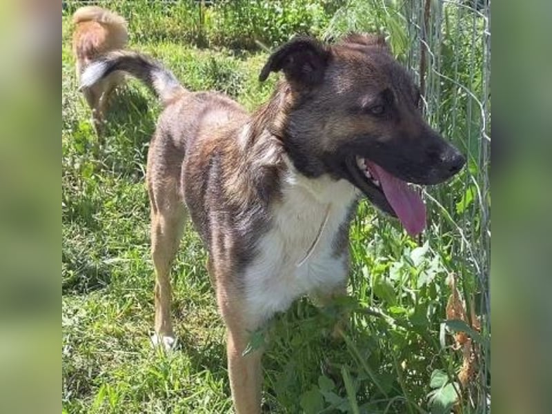 Zauberhafter Logan - sanfte zurückhaltende Seele