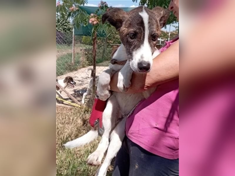 LINA - aufgewecktes und verträgliches Hundemädche