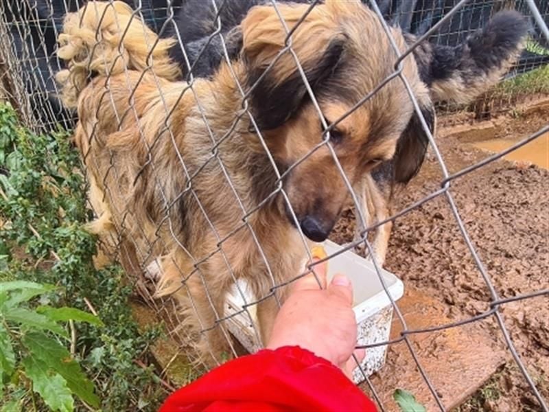 hübsche Zelda - Herzenshündin sucht ihre Menschen