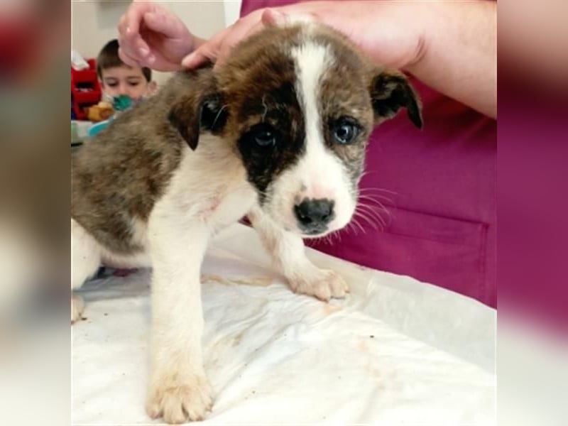 LINA - aufgewecktes und verträgliches Hundemädche