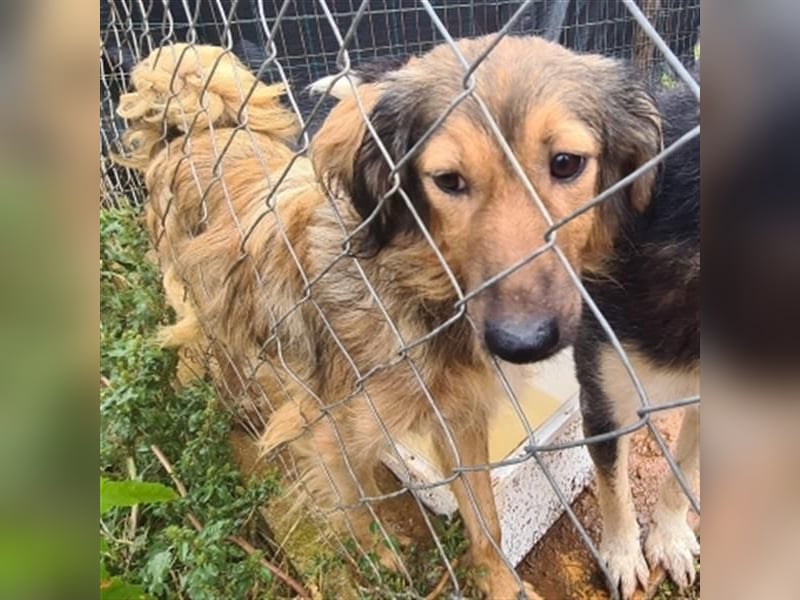 hübsche Zelda - Herzenshündin sucht ihre Menschen