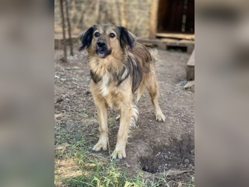 hübsche Zelda - Herzenshündin sucht ihre Menschen