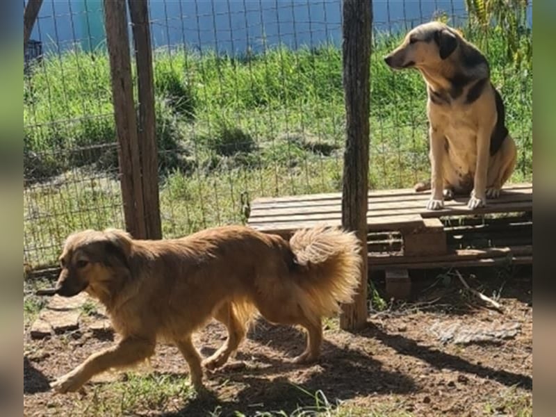 hübsche Zelda - Herzenshündin sucht ihre Menschen