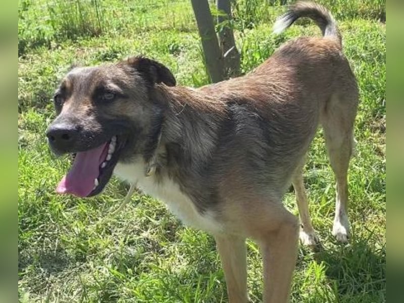 Zauberhafter Logan - sanfte zurückhaltende Seele