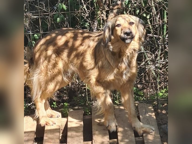 hübsche Zelda - Herzenshündin sucht ihre Menschen