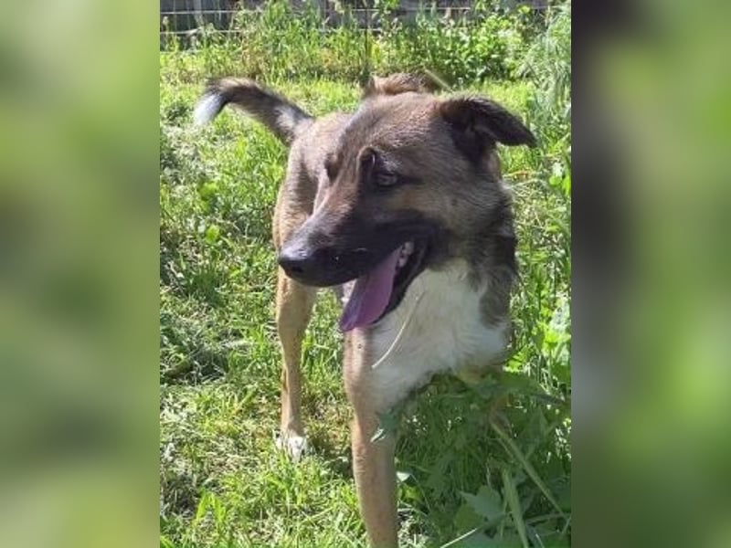 Zauberhafter Logan - sanfte zurückhaltende Seele