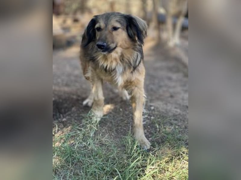 hübsche Zelda - Herzenshündin sucht ihre Menschen