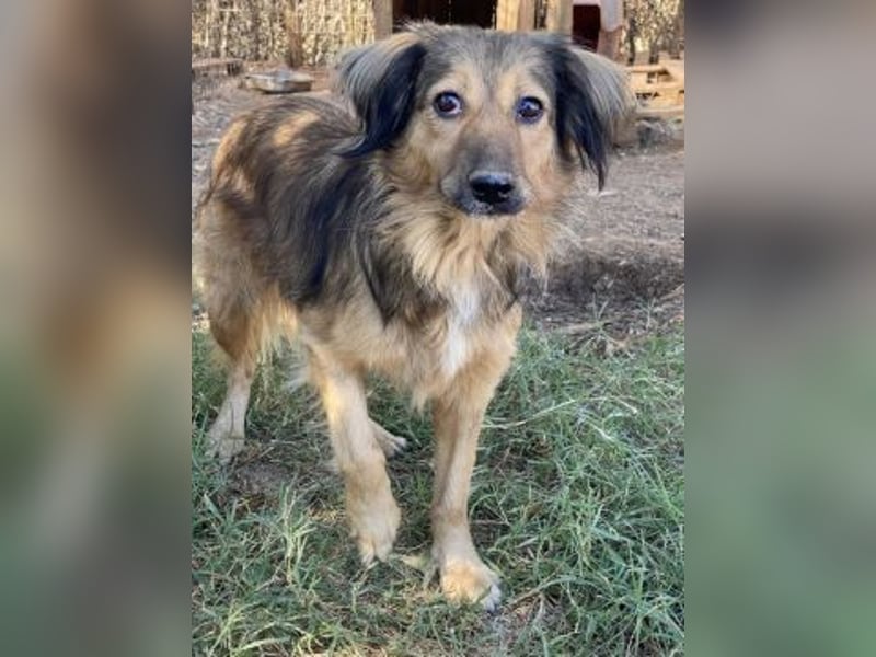 hübsche Zelda - Herzenshündin sucht ihre Menschen