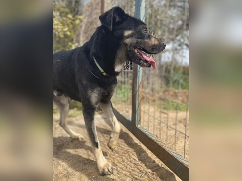 Freundlicher Smoky sucht Anschluss