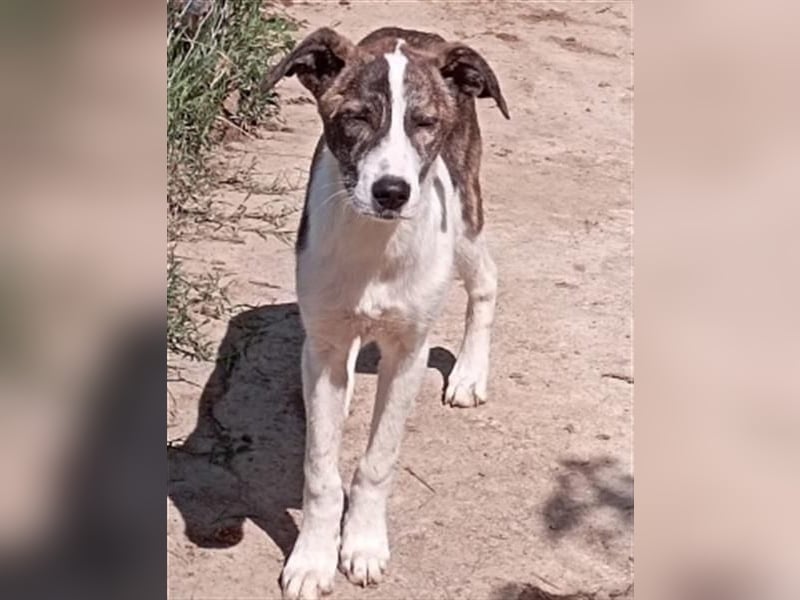 LINA - aufgewecktes und verträgliches Hundemädche