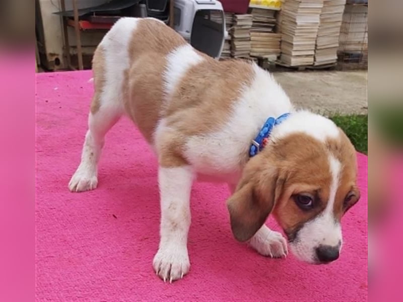 LEVI - zurückhaltender feiner Kerl sucht geduldige Menschen
