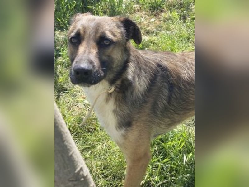 Zauberhafter Logan - sanfte zurückhaltende Seele