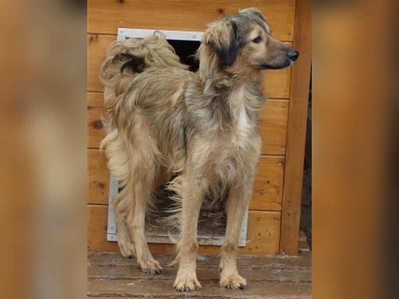 hübsche Zelda - Herzenshündin sucht ihre Menschen