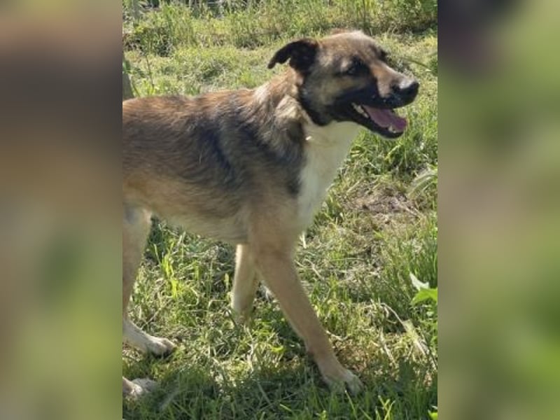 Zauberhafter Logan - sanfte zurückhaltende Seele