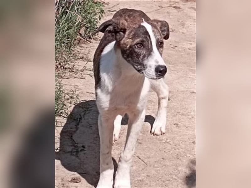 LINA - aufgewecktes und verträgliches Hundemädche