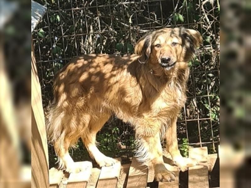 hübsche Zelda - Herzenshündin sucht ihre Menschen