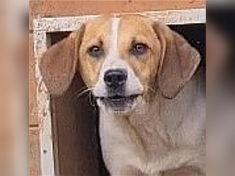 LEVI - zurückhaltender feiner Kerl sucht geduldige Menschen