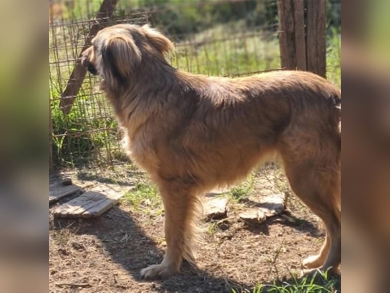 hübsche Zelda - Herzenshündin sucht ihre Menschen