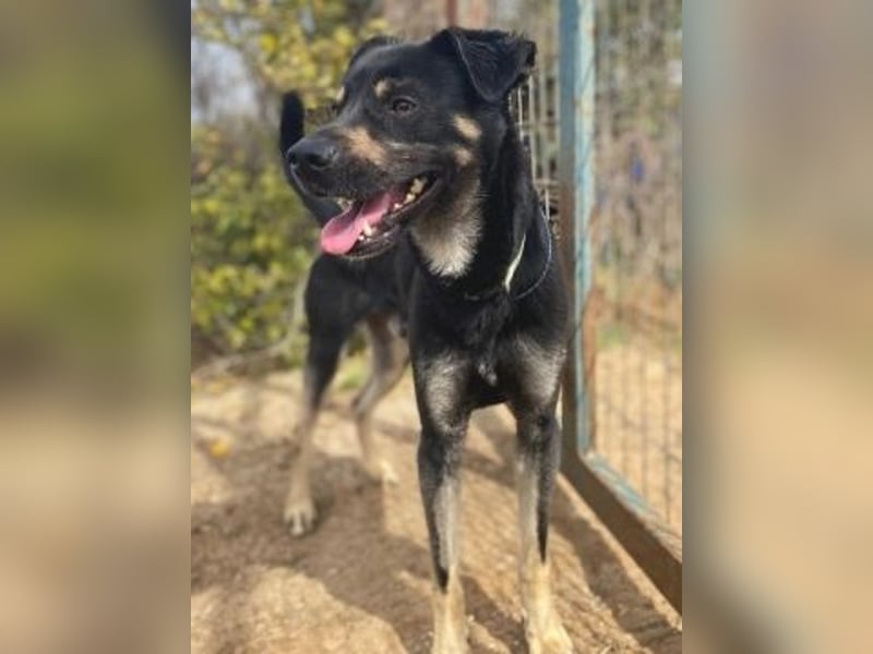 Freundlicher Smoky sucht Anschluss