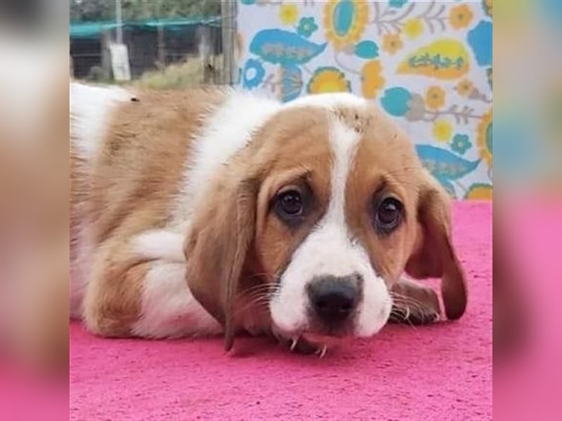 LEVI - zurückhaltender feiner Kerl sucht geduldige Menschen