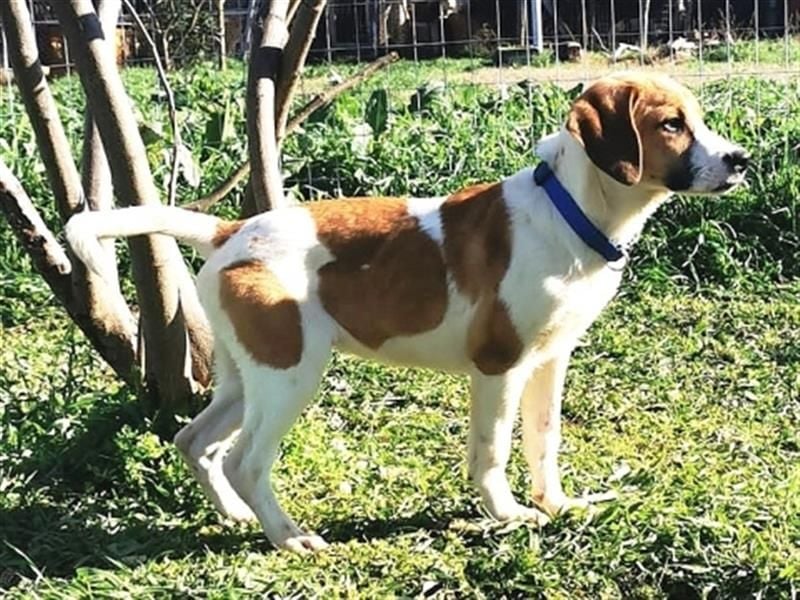 LEVI - zurückhaltender feiner Kerl sucht geduldige Menschen