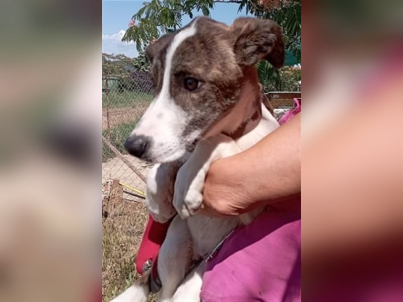 LINA - aufgewecktes und verträgliches Hundemädche