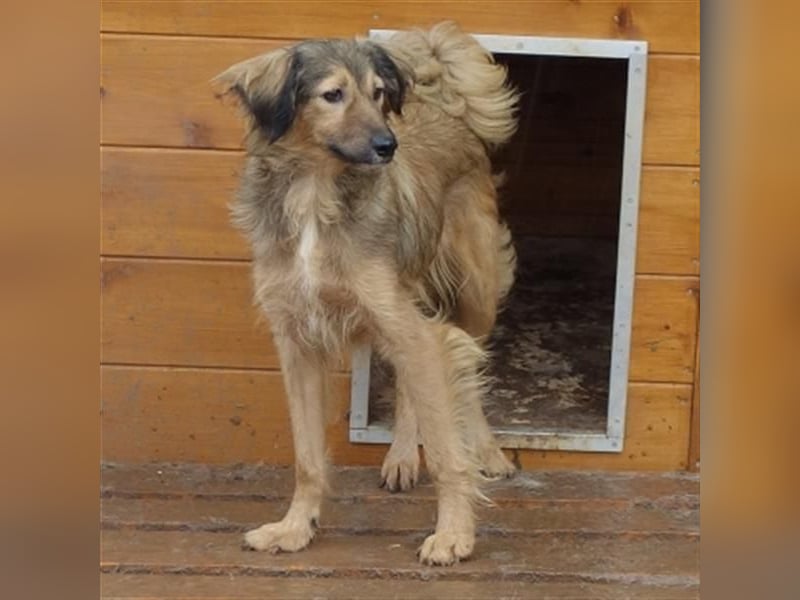 hübsche Zelda - Herzenshündin sucht ihre Menschen