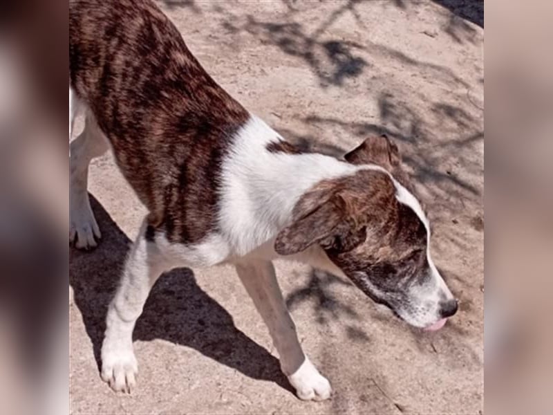 LINA - aufgewecktes und verträgliches Hundemädche