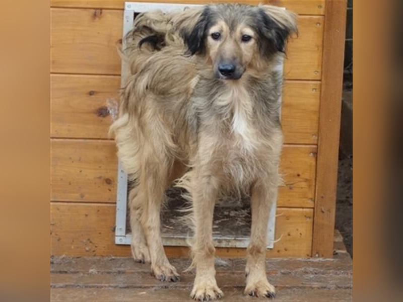 hübsche Zelda - Herzenshündin sucht ihre Menschen